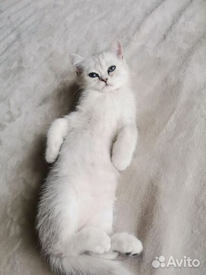 Британские котята