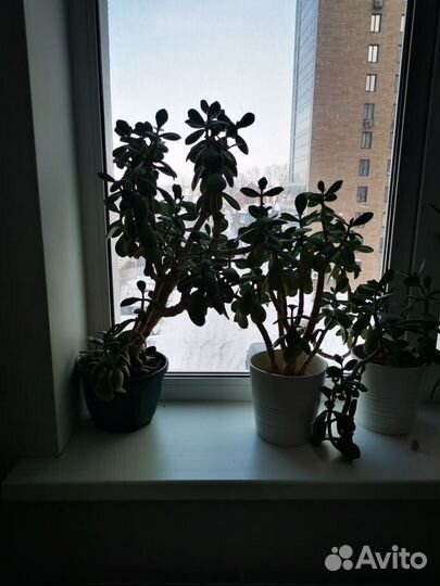 Денежное дерево толстянка крассула. Алоэ