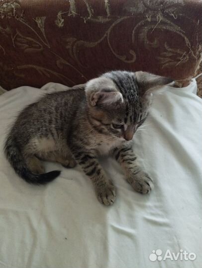 Котëнок в добрые руки