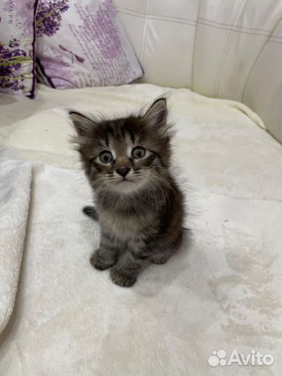 Котенок