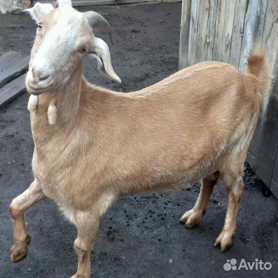 Продам козу