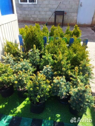 Голубые ели,туи разные