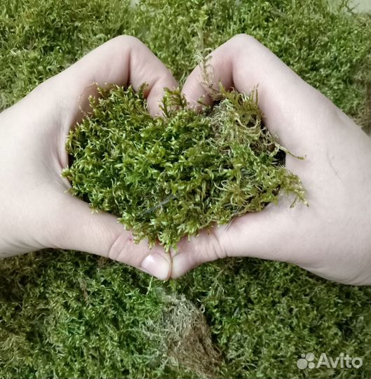 Мох плеурозий (плевроциум Шребера)