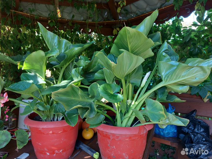 Цветы канны и каллы