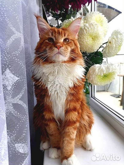 Кот мейн-кун вязка