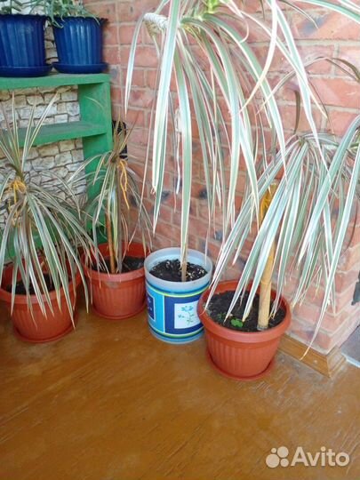 Пальма драцена