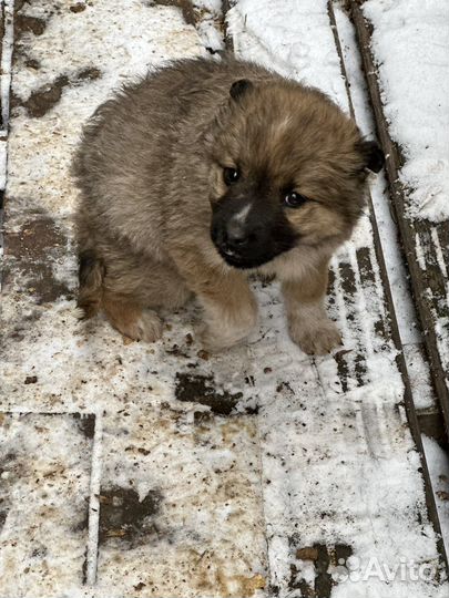 Щенок мальчик