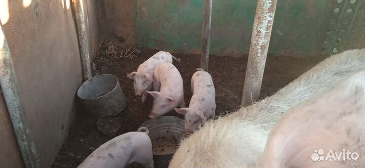 Поросята