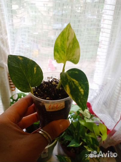 Эпипремнум ауреум, голден квин, Монстра Манки