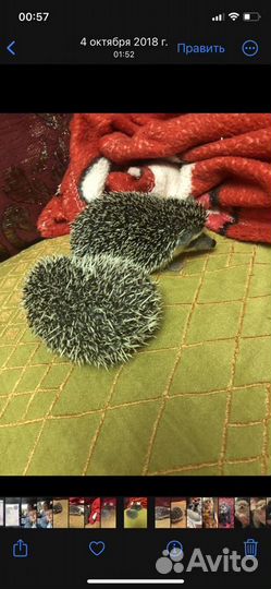 Африканский ежик