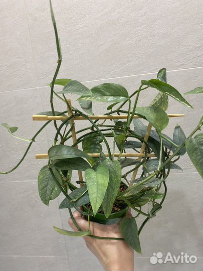 Сциндапсус себу блю