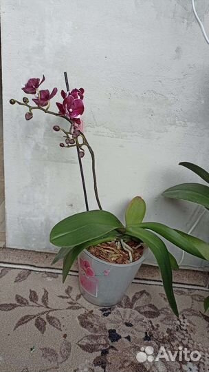 Орхидея фаленопсис Биг лип