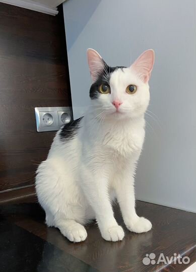 Кошечка красавица ищет теплый дом