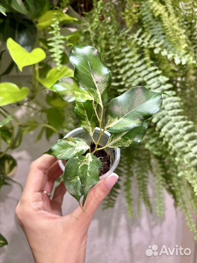 Фикус керли, лакия