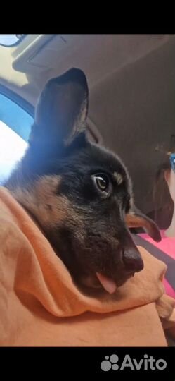 Маленькая собачка