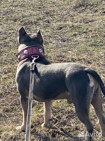 Американский булли классик вязка