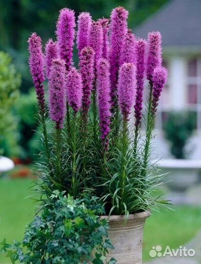 Растения для сада многолетние