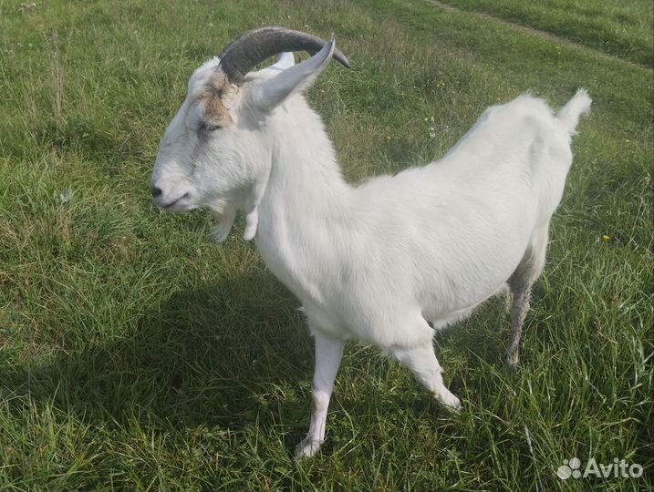 Коза дойная