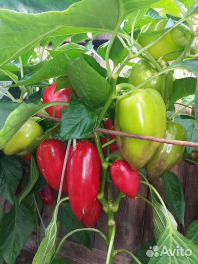 Семена перца сортового