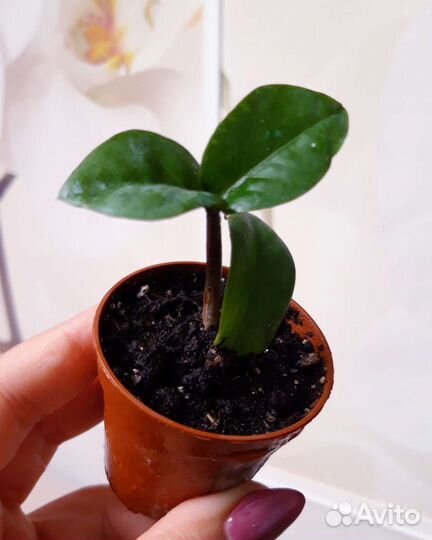 Замиокулькас Зензи