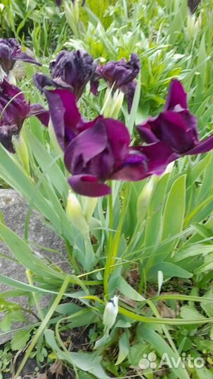 Ирис карликовый