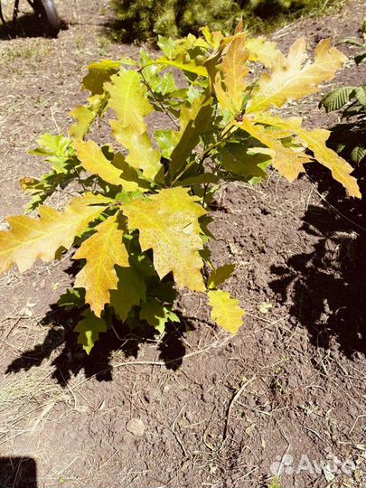 Дуб красный (Канадский )