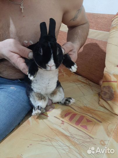 Вязка кролика