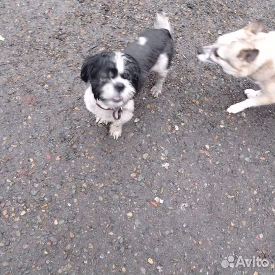 Маленький пёсик