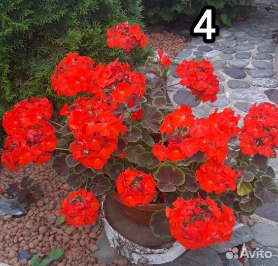 Пеларгония