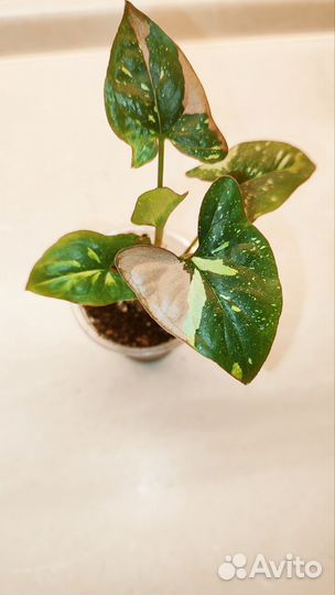 Сингониум ред спот триколор