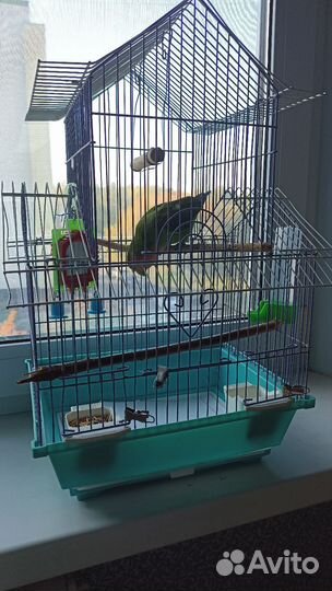 Неразлучник