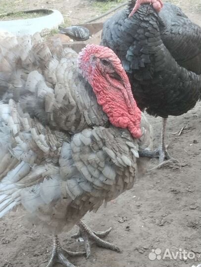 Индюки,домашние