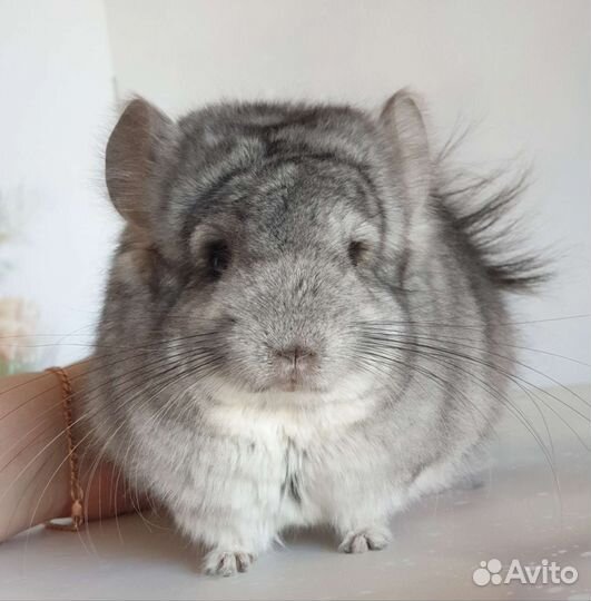 Шиншилла Ангора