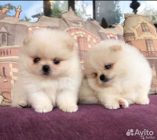 Померанцы Мини