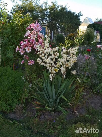 Юкка садовая