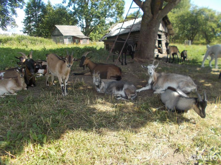Козлята Ламанча и Катумские барашки