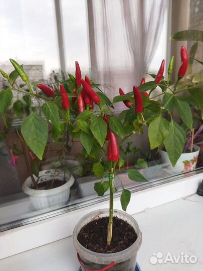 Перчик острый