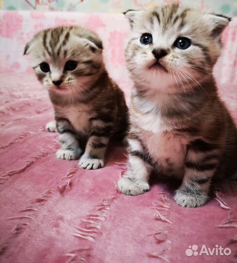 Британские вислоухие котята