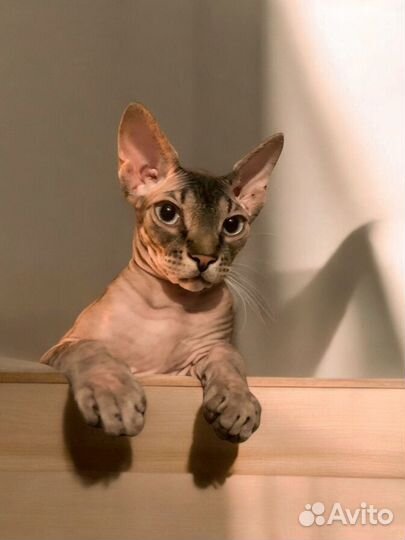 Аренда кошек Канадский сфинкс