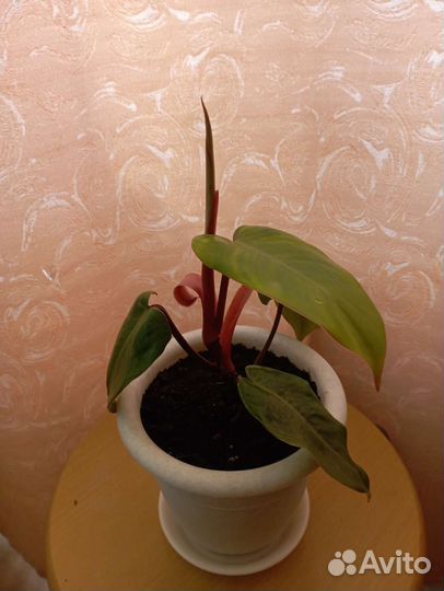 Комнатные растения