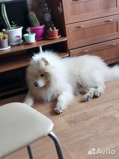 Собачья шерсть самоеда