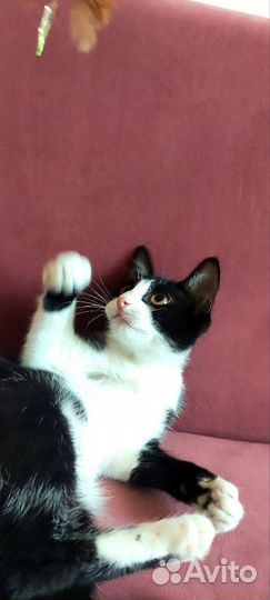 Весёлая котёнок из приюта. Доставка. Обработана