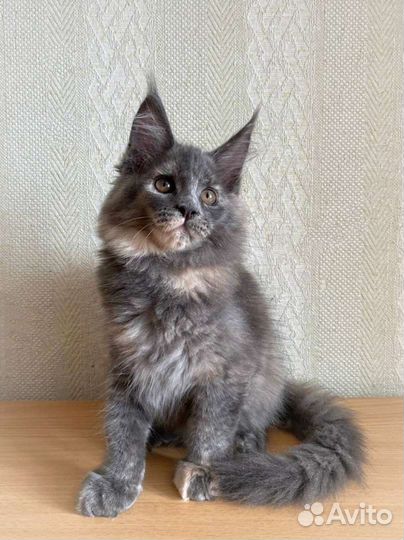 Котята мейн-кун