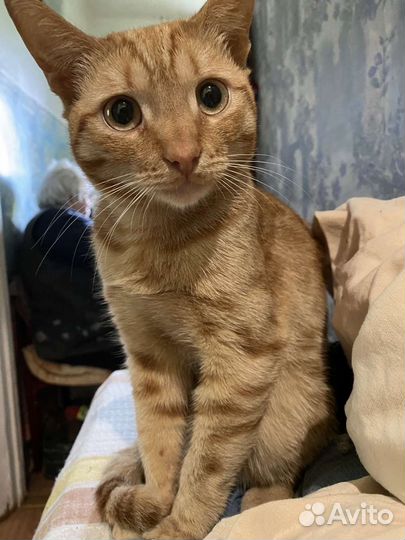 Рыжее счастье