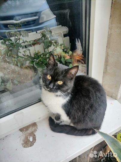 Котенок в добрые руки