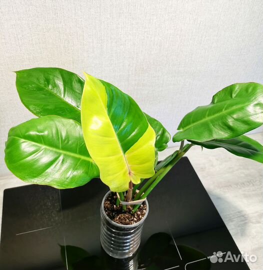 Филодендрон Пин тонг