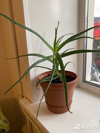 Алоэ вера 55 см в горшке (не детки)