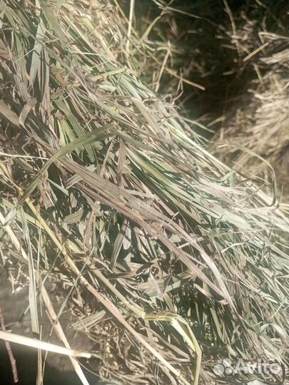 Сено люцерна костëр