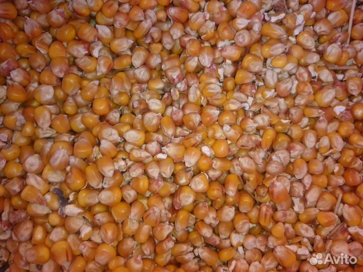 Пшеница яровая ячмень кукуруза зерносмесь