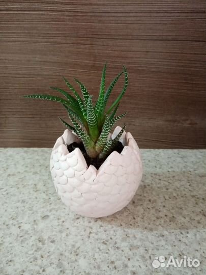 Кашпо из гипса с суккулентами